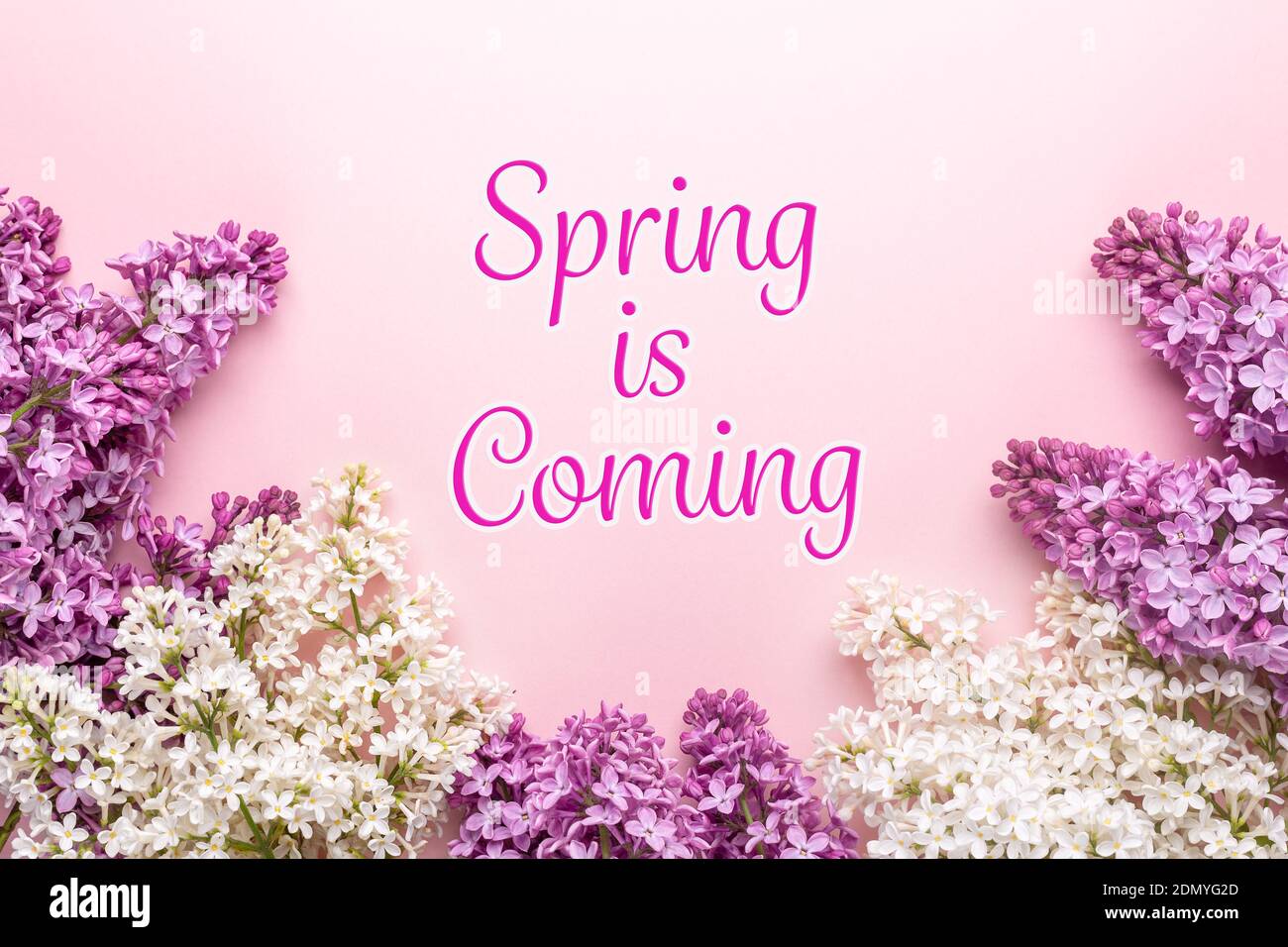 Spring is coming text and brunches of beautiful white and purple lilacs ...