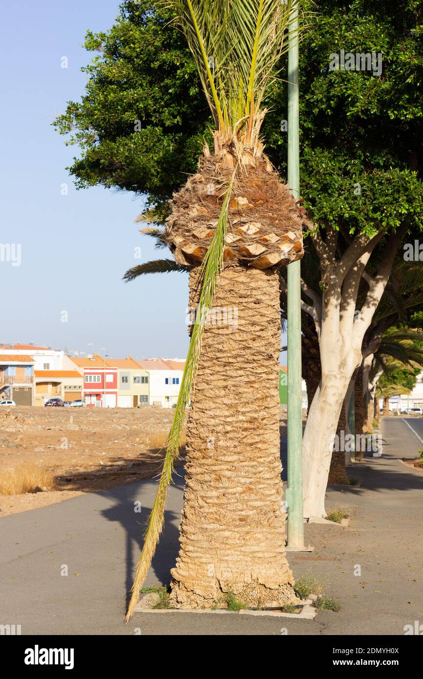 Palm tree broken branch on street sidewalk. Pruning disregard, city neglect concepts Stock Photo
