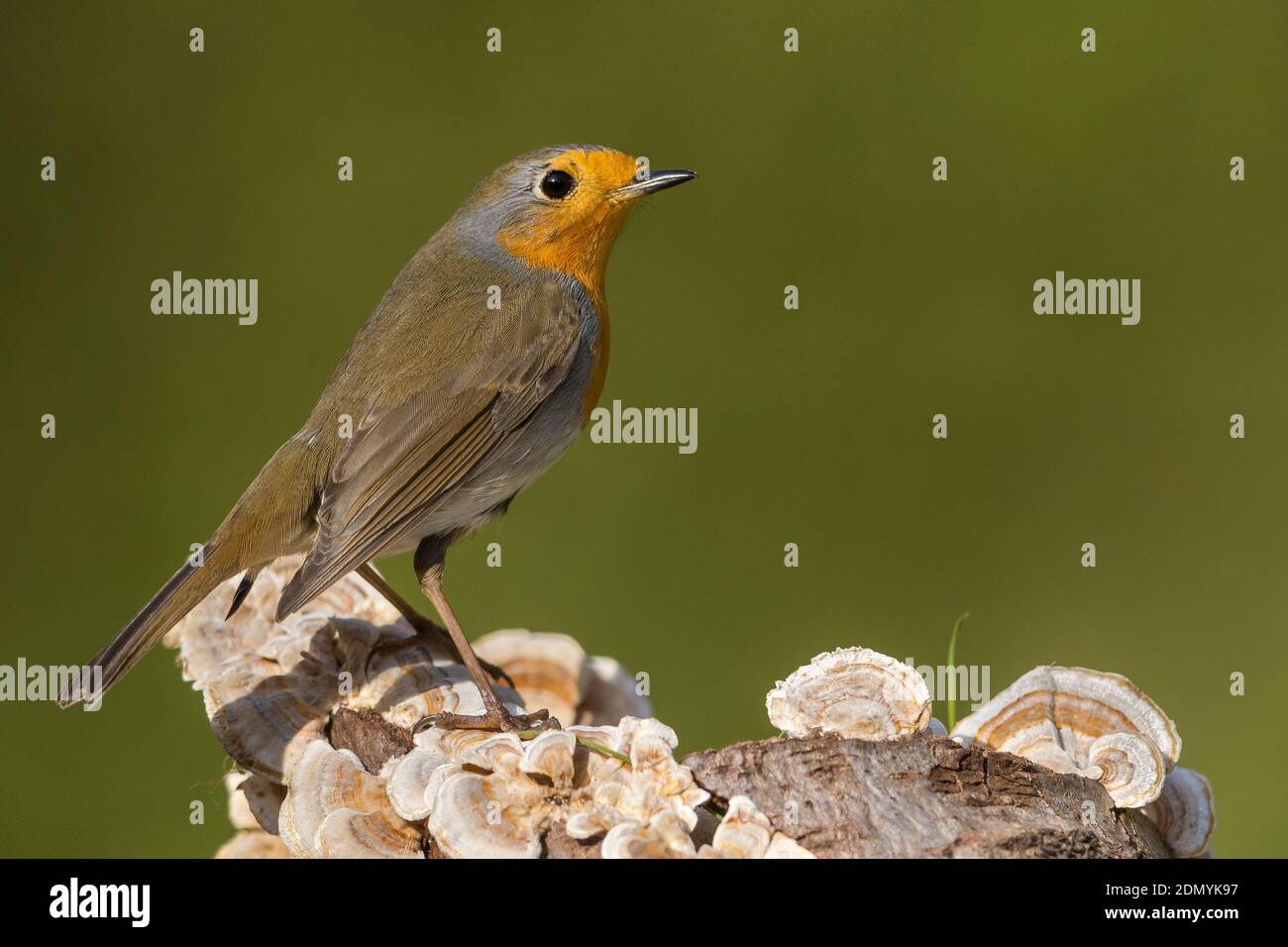 Roodborst; European Robin Stock Photo - Alamy