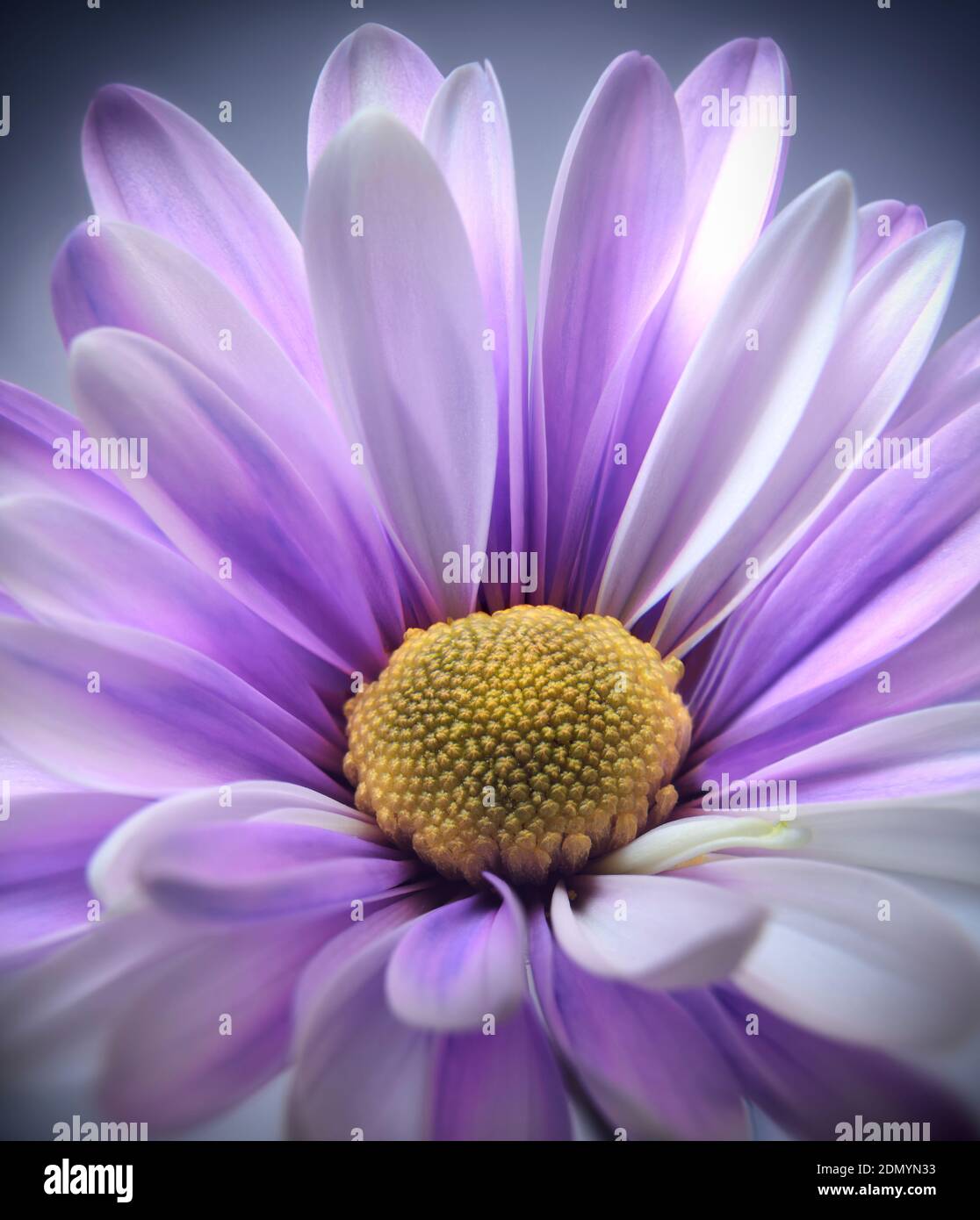 Close up photograph of purple daisy gerbera flower showing the stamen and petals Stock Photo