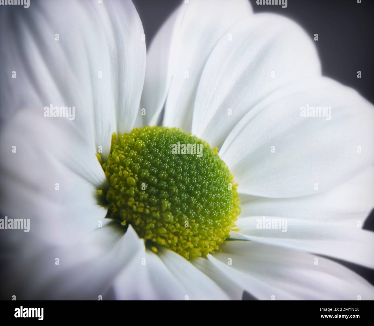 Close up photograph of white daisy gerbera flower showing the stamen and petals Stock Photo