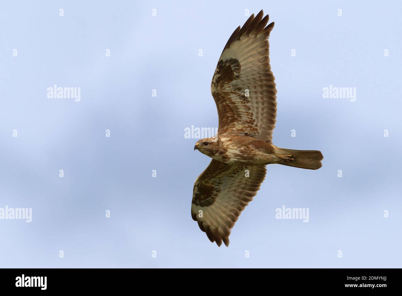 Steppebuizerd in vlucht; Steppe Buzzard ssp vulpinus in flight Stock Photo