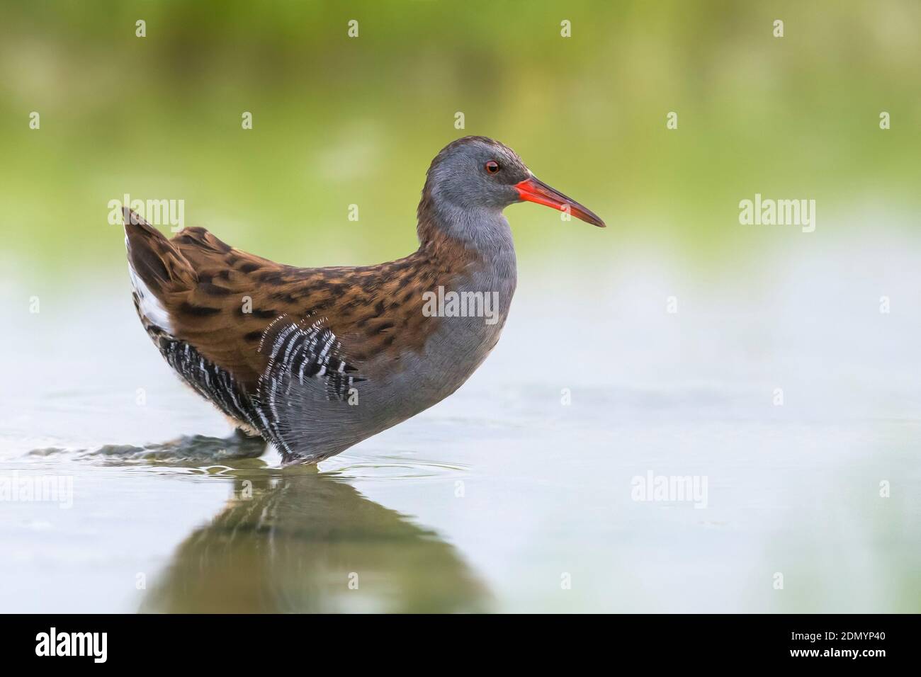 Waterral; Water Rail Stock Photo - Alamy