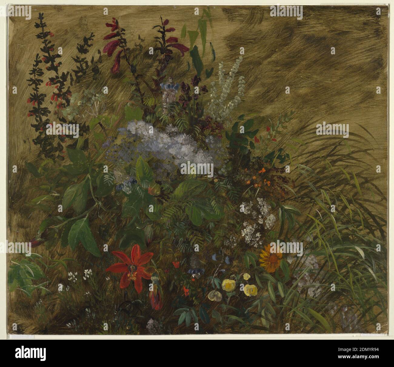 Flowers in Jamaica, Brush and oil paint on paperboard, A botanical study of a group of wildflowers in the Jamaican landscape., April–August 1865, nature studies, Drawing Stock Photo