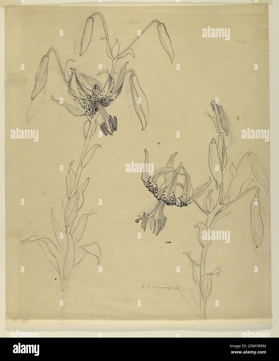 Study of Tiger Lilies, Sophia L. Crownfield, (American, 1862–1929), Pen and ink, graphite on tracing paper, Vertical sheet depicting two stalks of tiger lilies, each with buds and one open blossom., USA, early 20th century, nature studies, Drawing Stock Photo