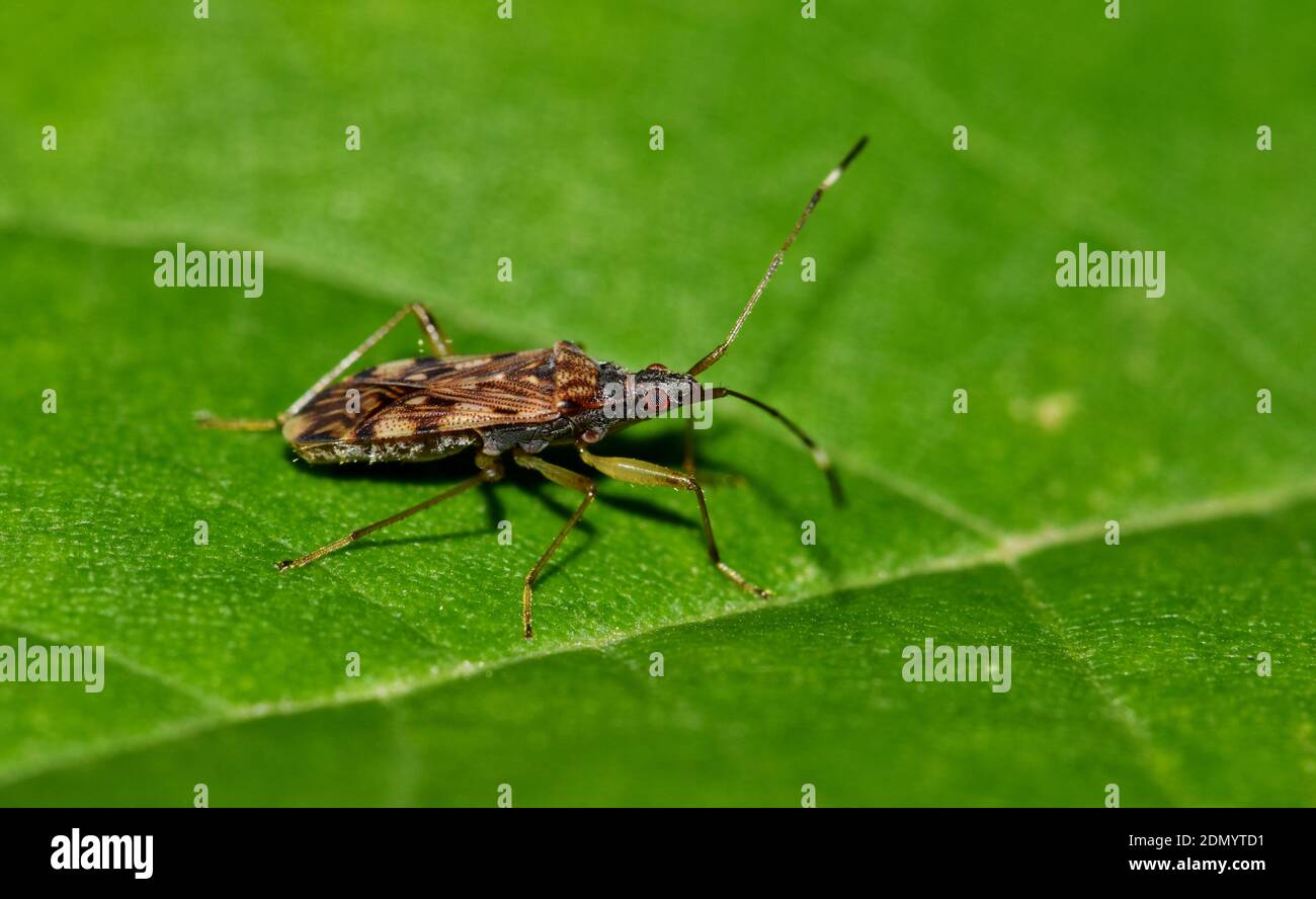 Dirt-colored seed bug on a green leaf. Found in certain locations in ...