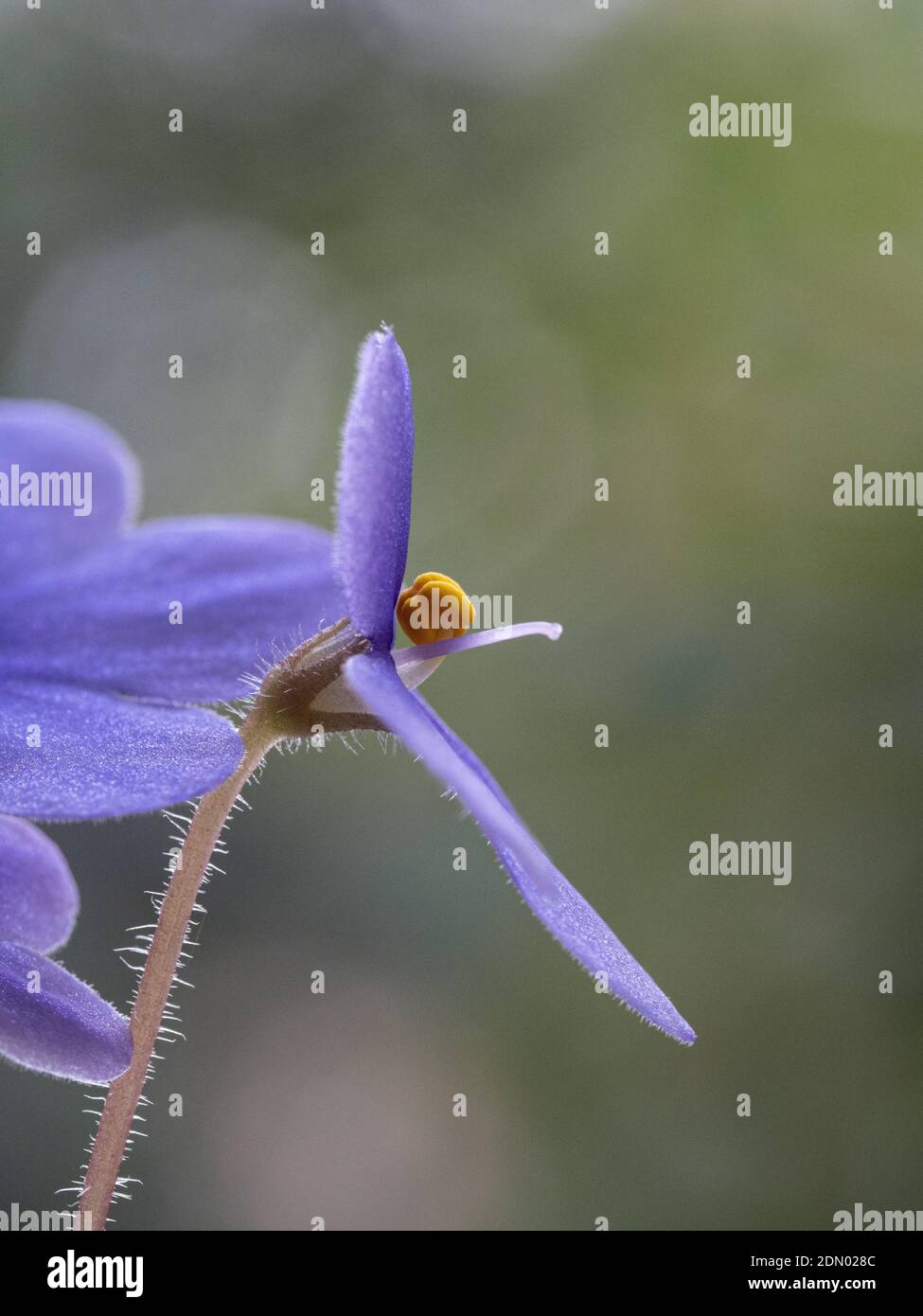 A close up of a single purple flower of an African Violet showing the flower stuctures Stock Photo