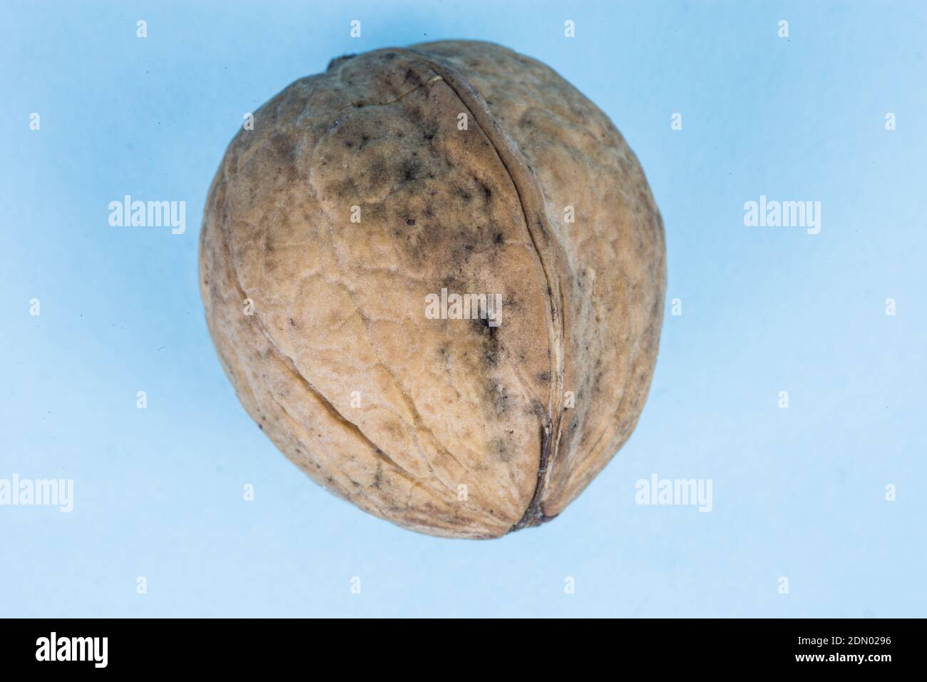 Walnut in shell photographed up close on a blue background Stock Photo