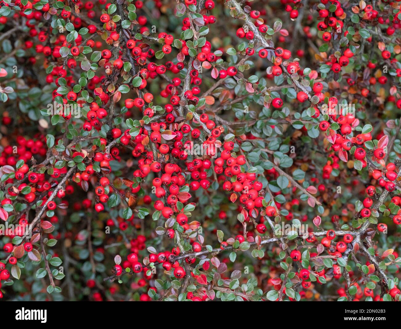 A part of a bush of Cotoneaster horizontalis covered with small bright red berries Stock Photo