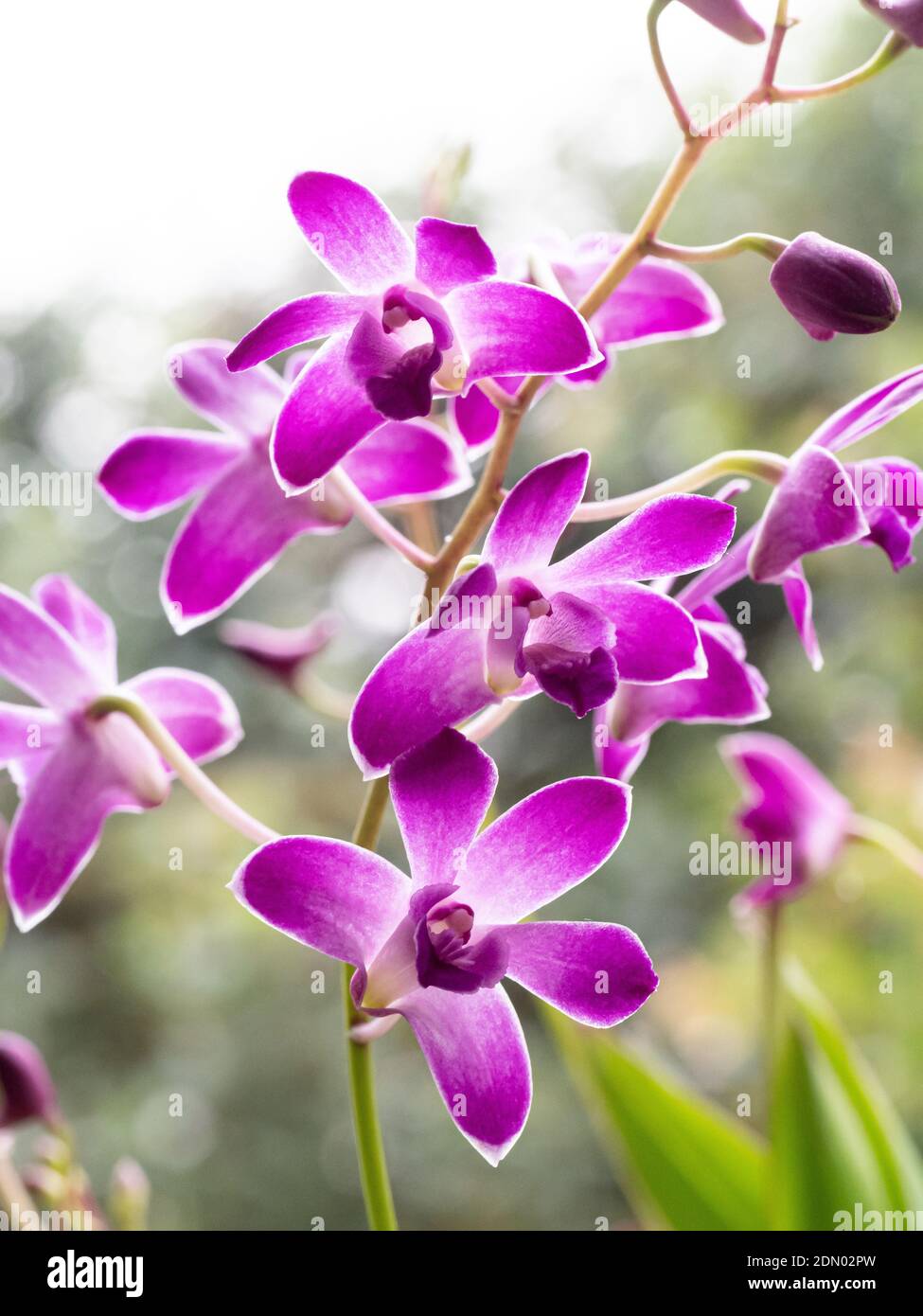 A group of purple flowers of a Dendrobium orchium Stock Photo