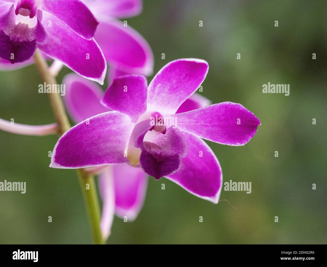 A close up of a single purple flower of a Dendrobium orchid Stock Photo