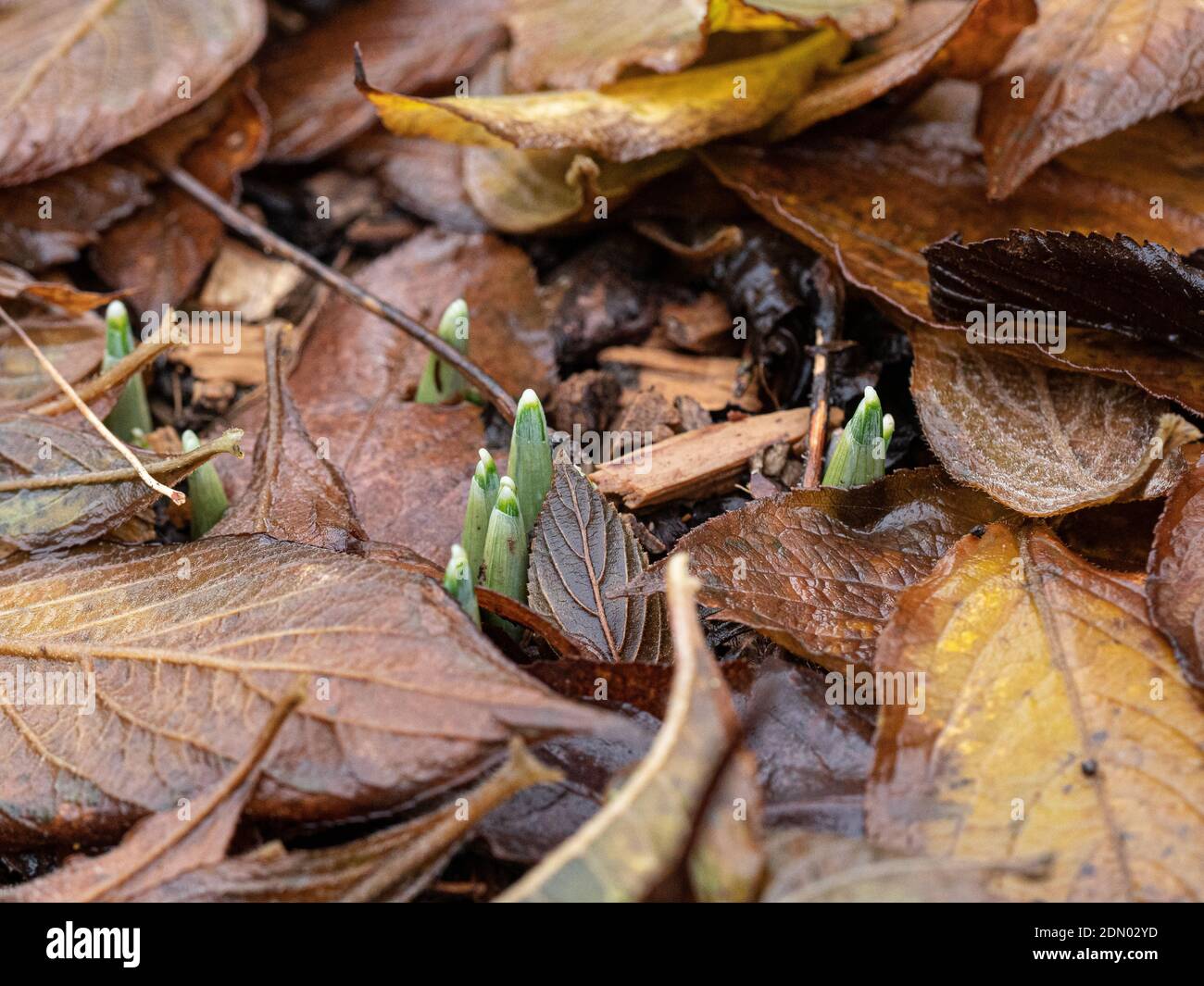Snowdrops beginning to emerge from a covering of brown winter leaves Stock Photo