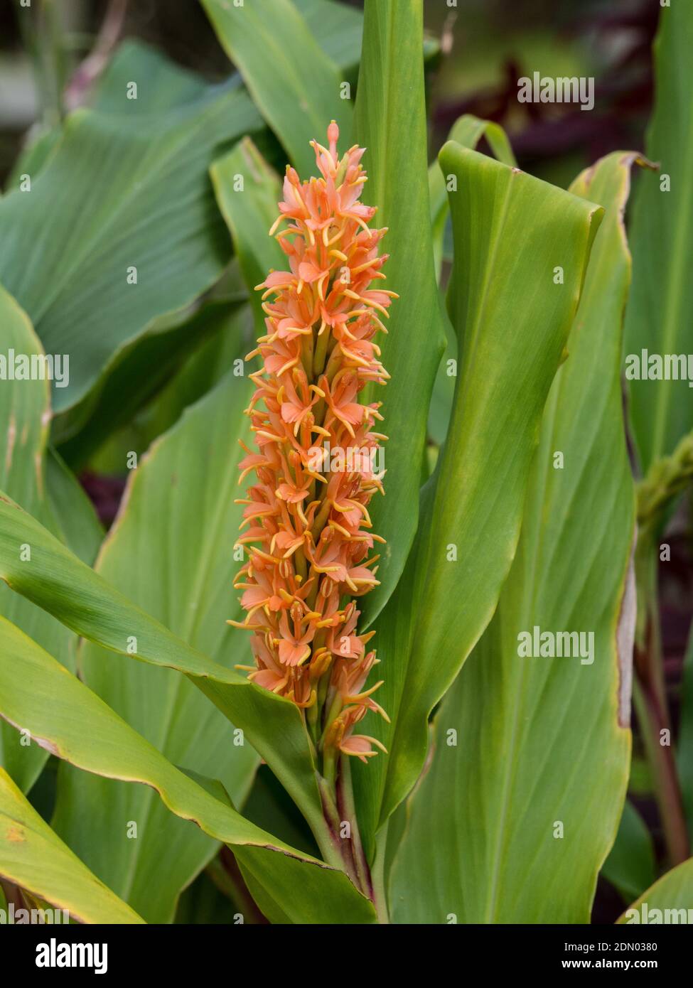a single orange flower spike of the hardy ginger Hedychium densiflorum Stock Photo