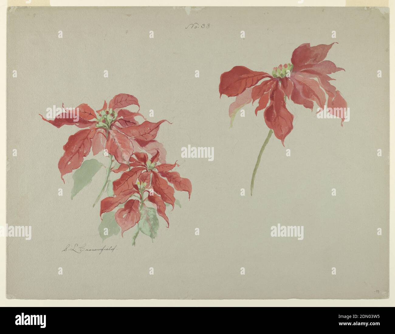 Study of Red Poinsettias, Sophia L. Crownfield, (American, 1862–1929), Brush and watercolor, graphite on gray paper, Horizontal sheet depicting two studies of poinsettias., USA, early 20th century, nature studies, Drawing Stock Photo