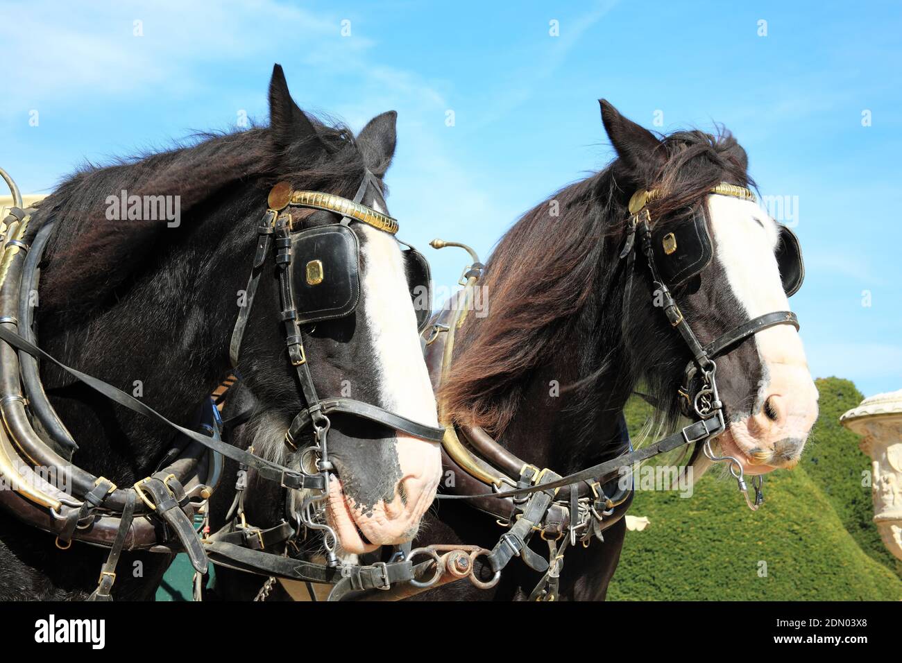 Two thoroughbred Shire horse wearing tackle and blinkers Stock Photo Alamy
