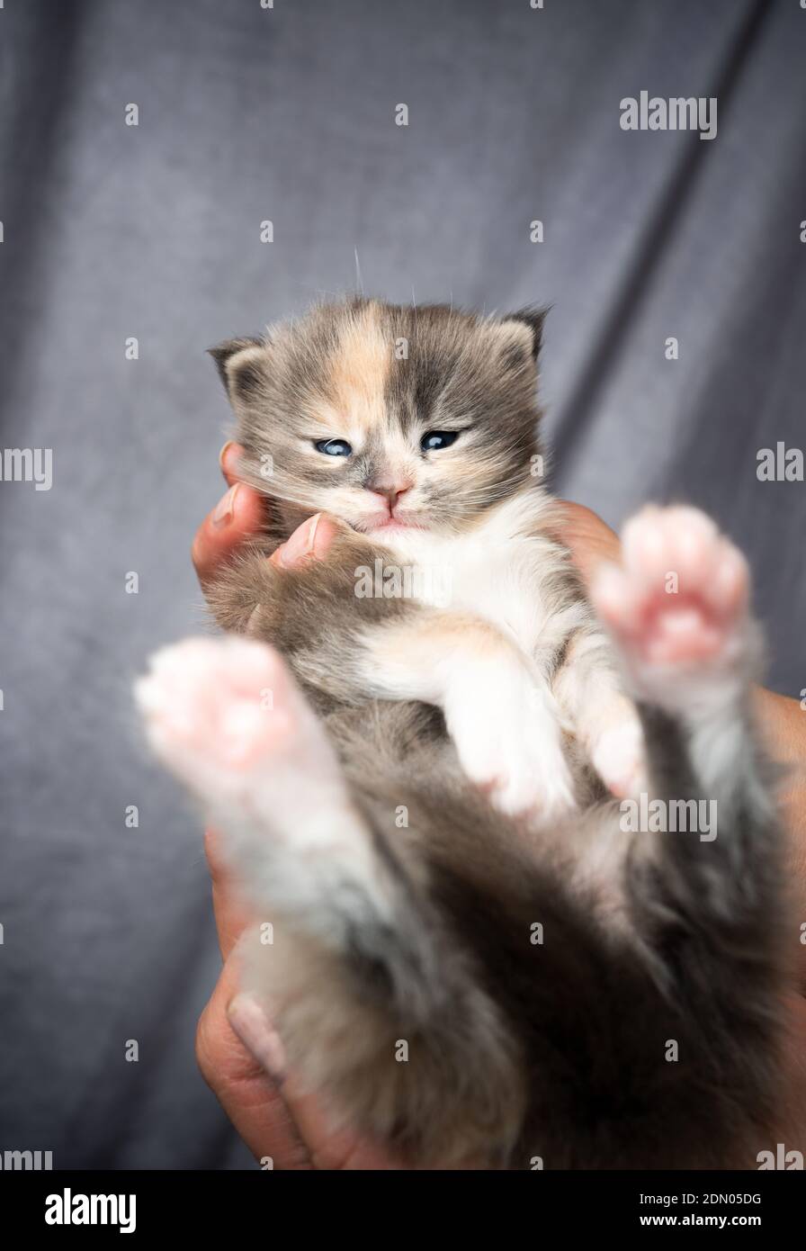 pet owner holding adorable 2 week old calico maine coon kitten in hands ...
