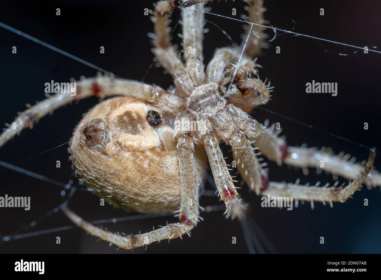 Common Hairy Field Spider (Neoscona subfusca) macro photography at night underside view of web, Stock Photo