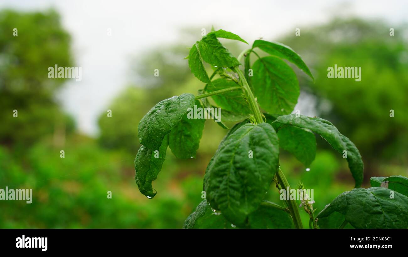 Fresh wet green leaves of Guar or Cyamopsis tetragonoloba plant. It is an annual legume and the source of guar gum. Stock Photo