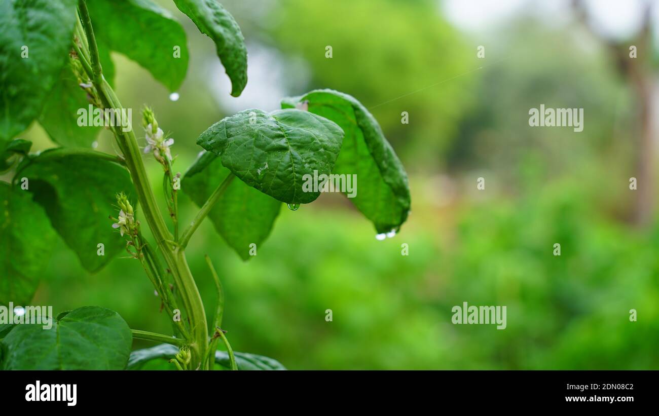 Savory greenish leaves or plants of Guar or Cyamopsis tetragonoloba with attractive wet water drops. Guar is a cluster bean, mostly uses in guar gum o Stock Photo