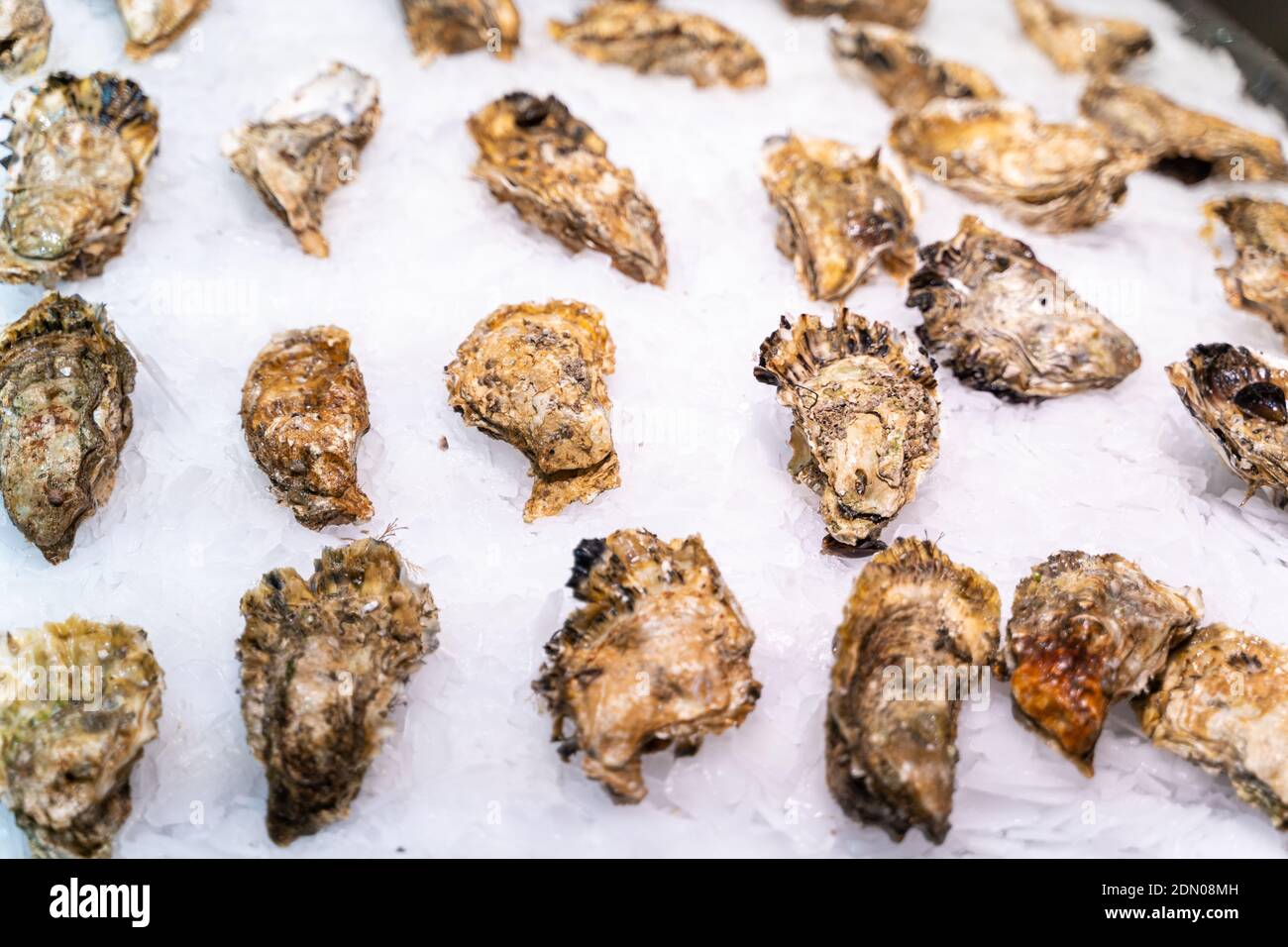 Large fresh oysters on a counter at the fish market Stock Photo Alamy