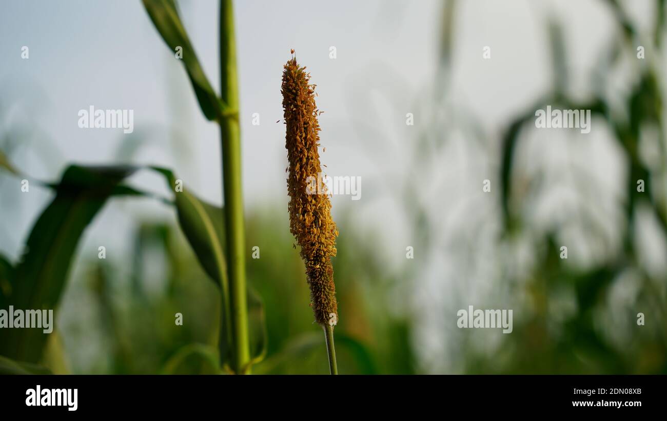 Blooming and flowering plant of Millet or Pennisetum glaucum. Pearl