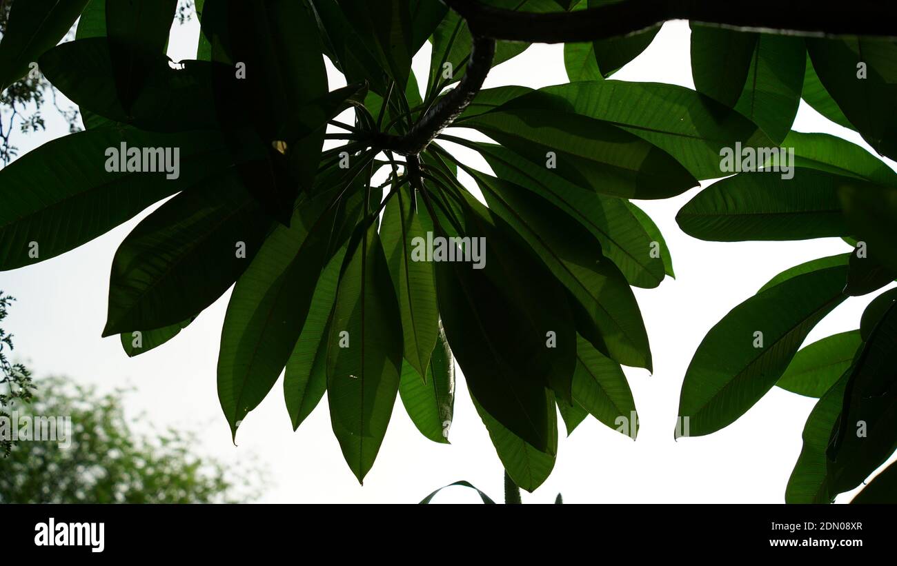 Fresh new budding green leaves view. Broad leaves of shadowed plant. Thick covered leaves with greenish pigment. Stock Photo