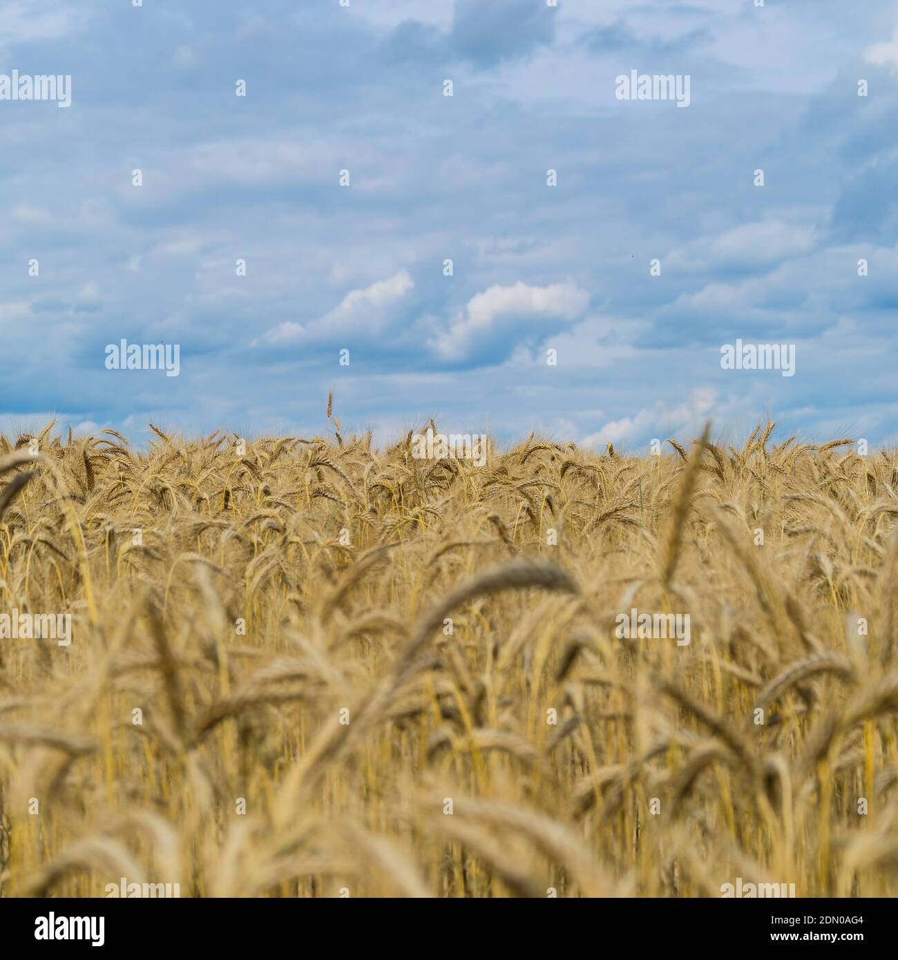 Barley straw field hi-res stock photography and images - Alamy