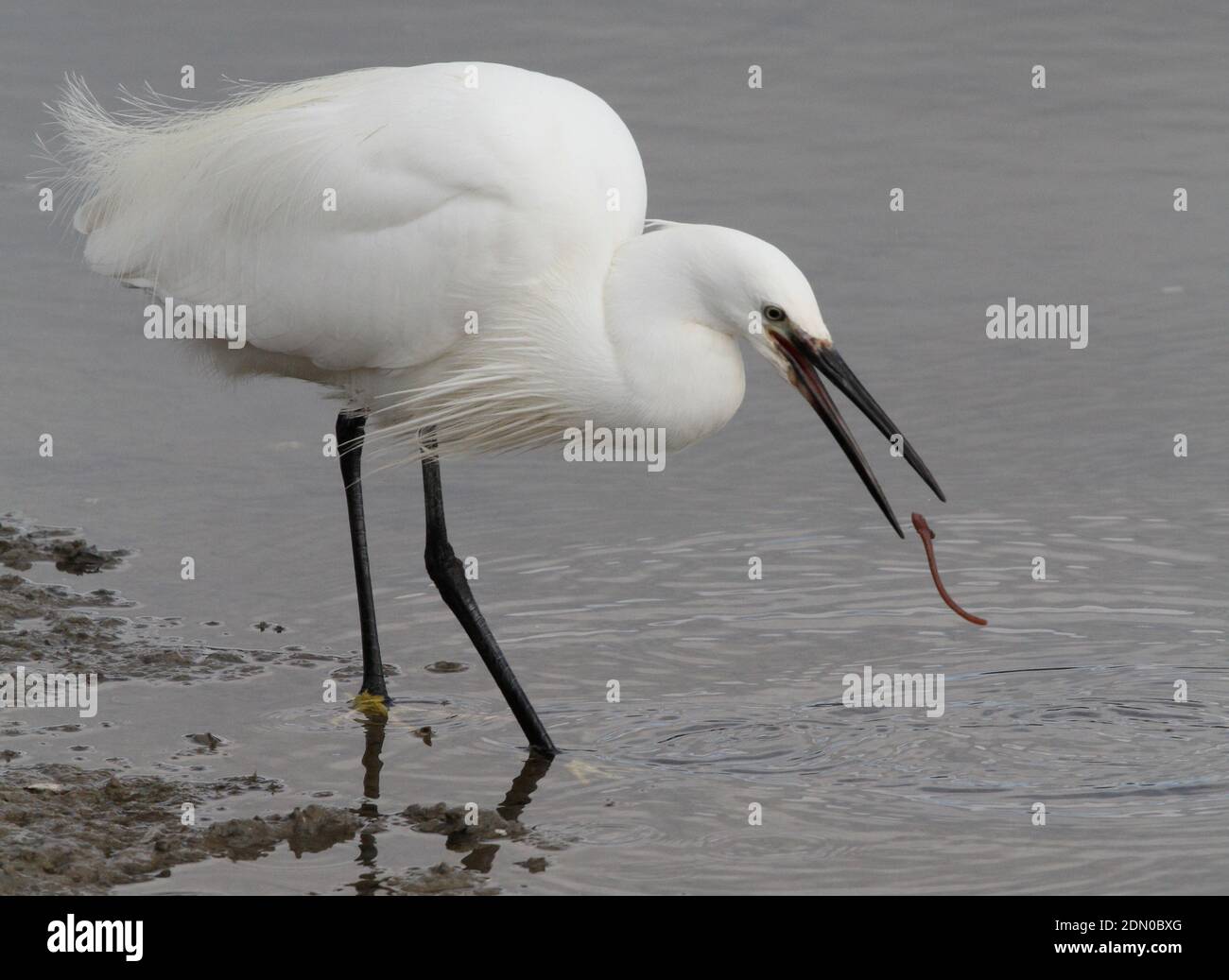 Little Egret feeding Stock Photo