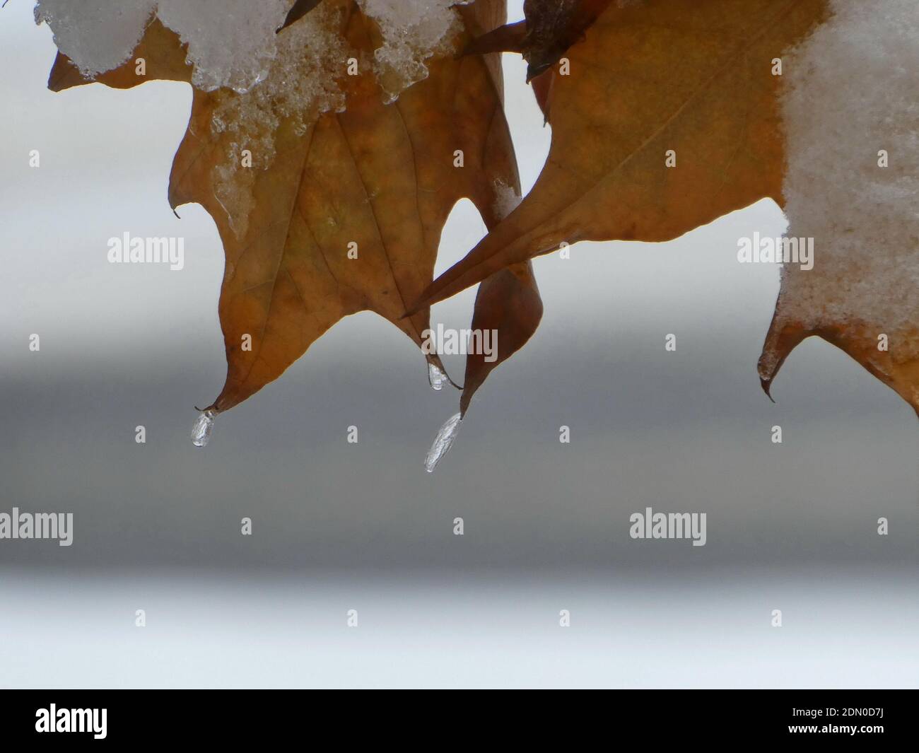 Leaves covered ice macro shot hi-res stock photography and images - Alamy