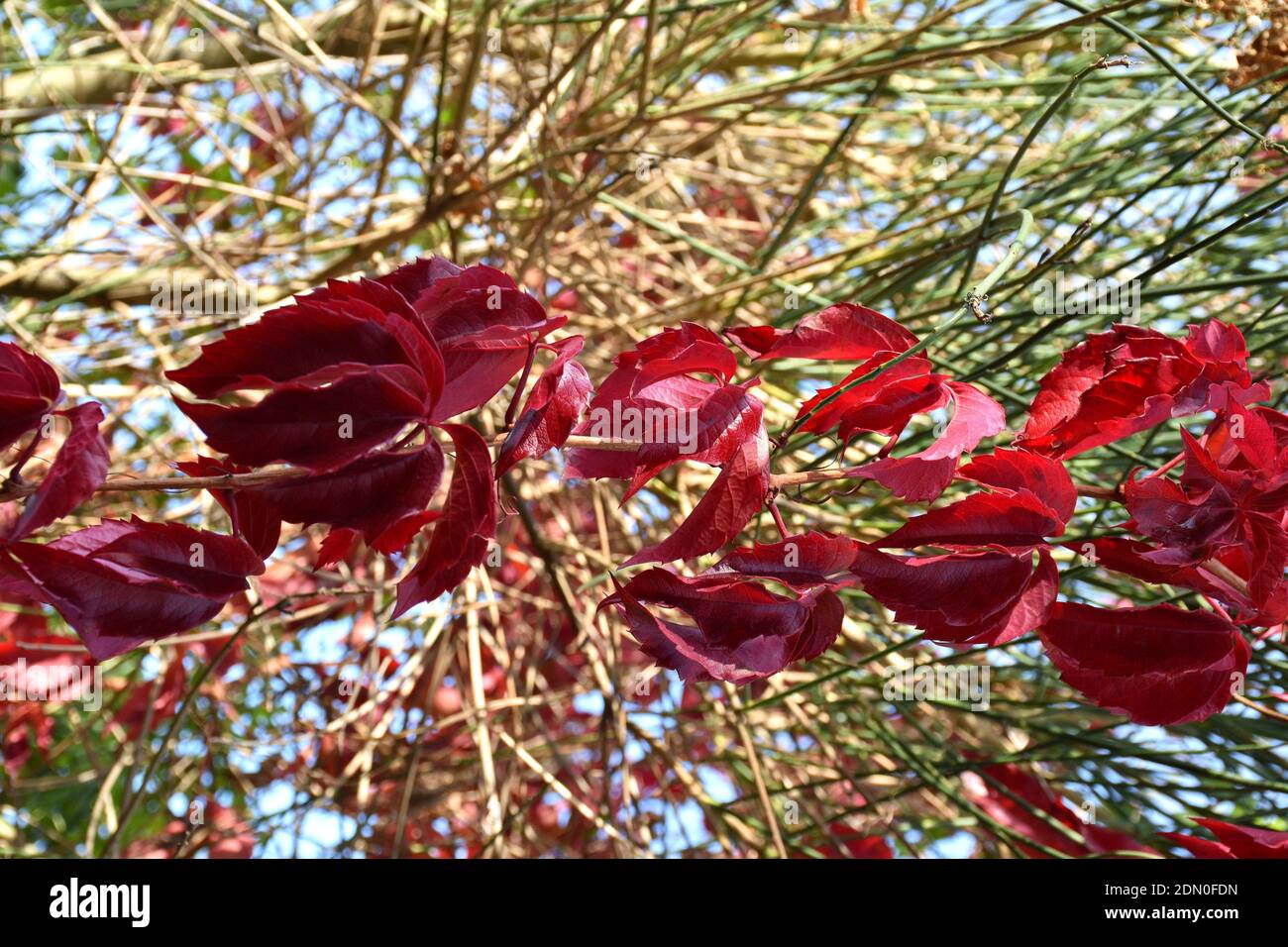 Red leaves of Parthenocissus inserta. Venta de Baños. Stock Photo