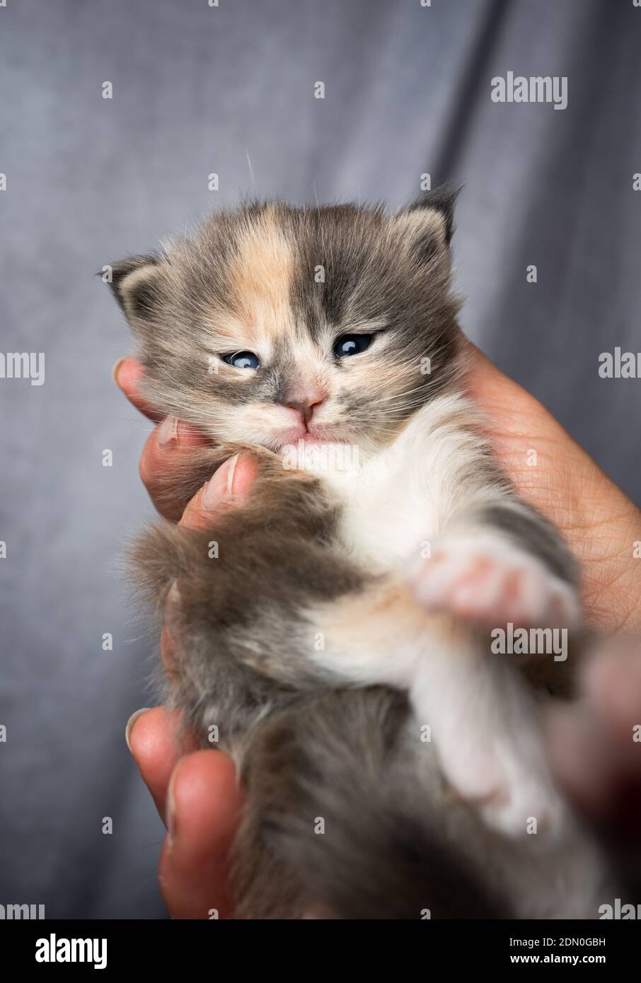 pet owner holding adorable 2 week old calico maine coon kitten in hands