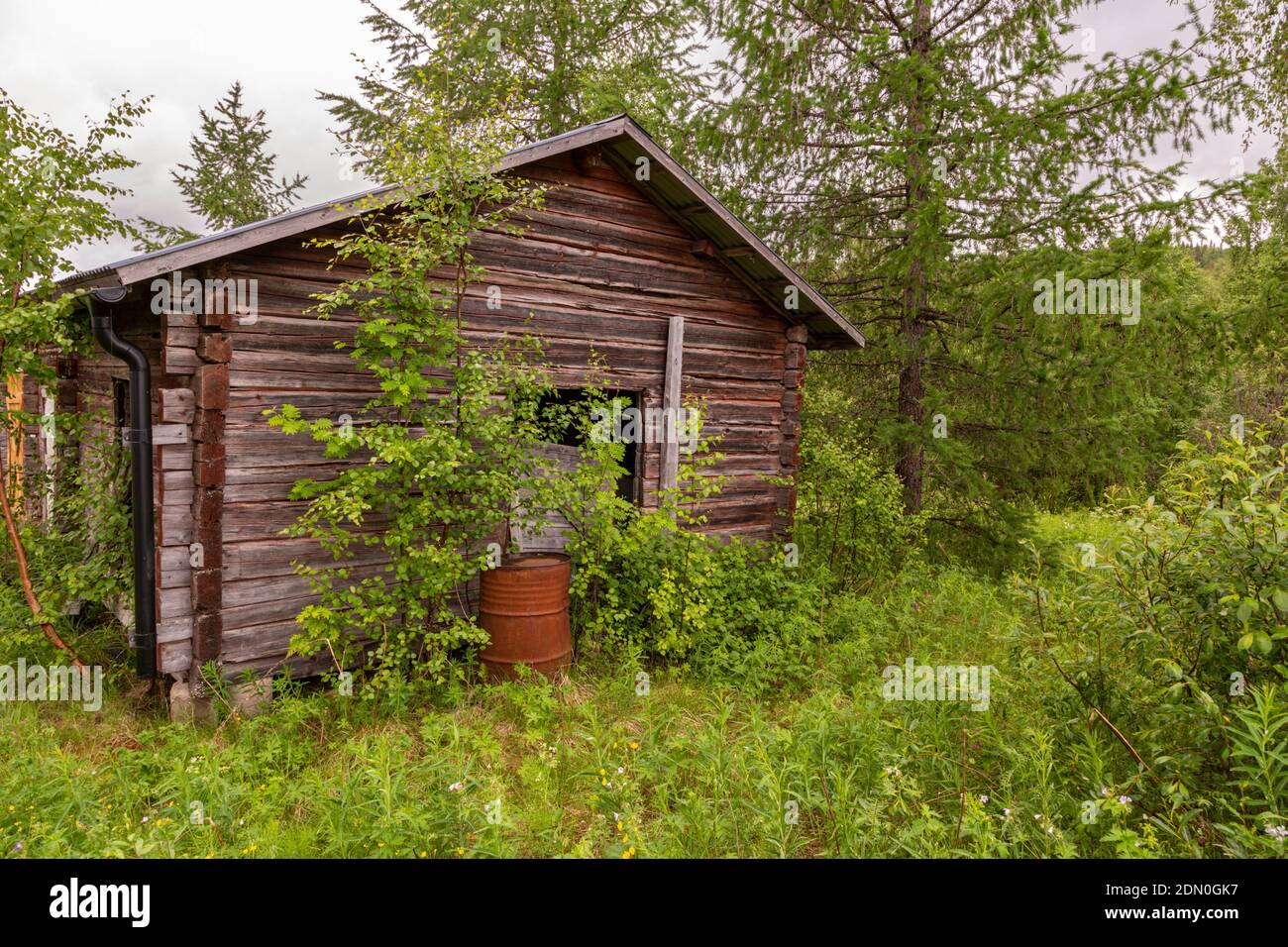 Old barn with an oil drum outside and larch trees around, Norrbotten province, Sweden Stock Photo