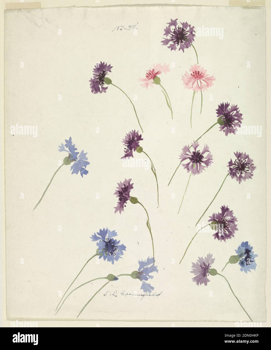 Study of Cornflowers, Sophia L. Crownfield, (American, 1862–1929), Brush and watercolor on white paper, Vertical sheet depicting blue, violet, and pink cornflowers., USA, late 19th century, nature studies, Drawing Stock Photo