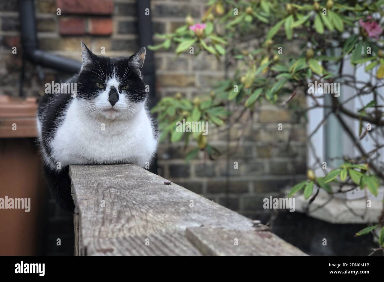 Close Up Portrait Of Cat Sitting Outdoors Stock Photo Alamy