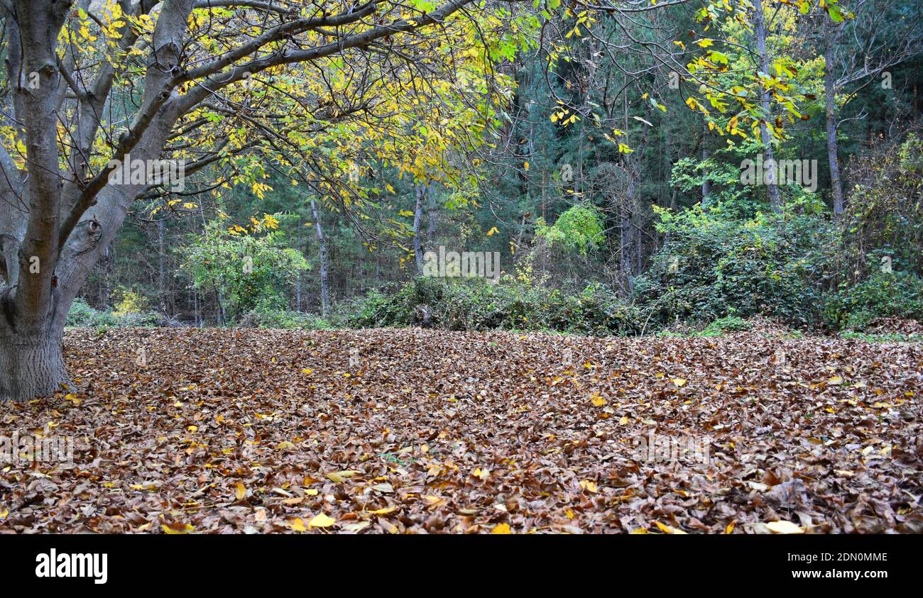 Walnut leaves covering the ground. Autumn. Munilla, La Rioja. Stock Photo