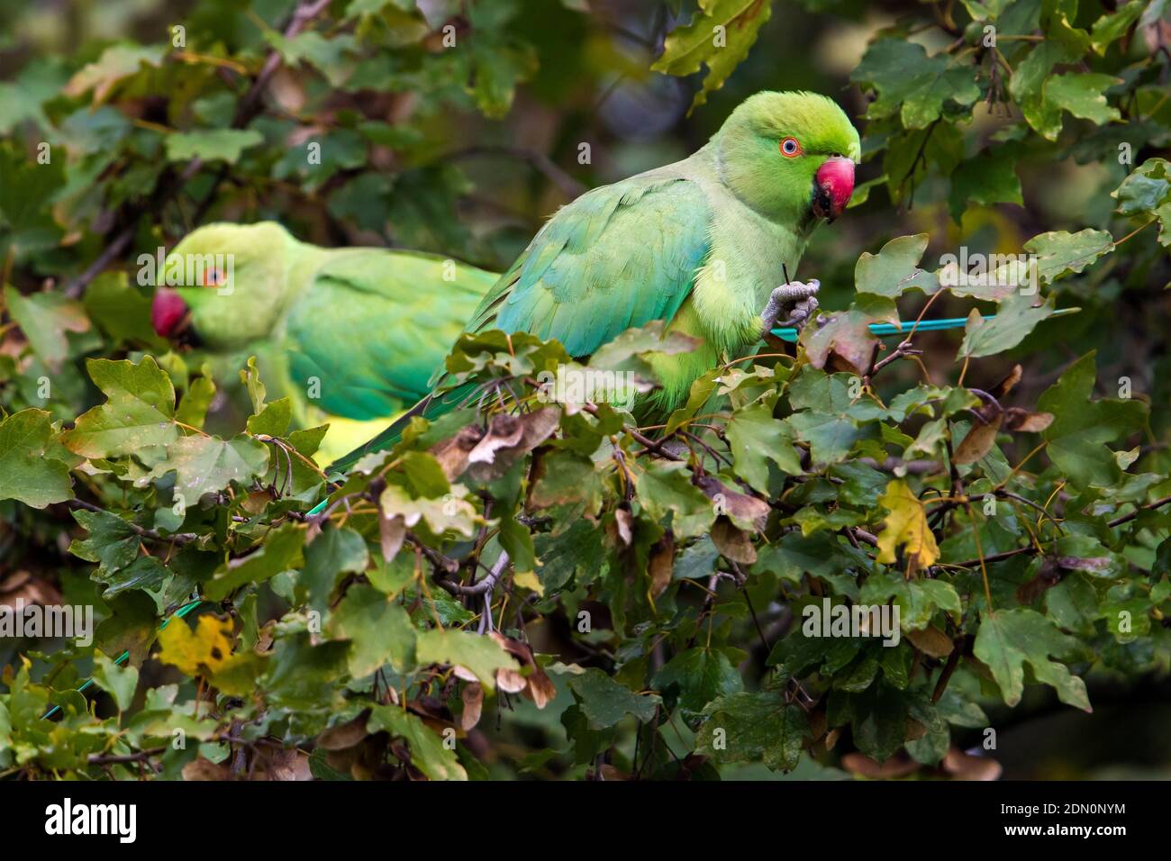 Rose-ringed Parakeet foraging in a tree during late autumn. Stock Photo