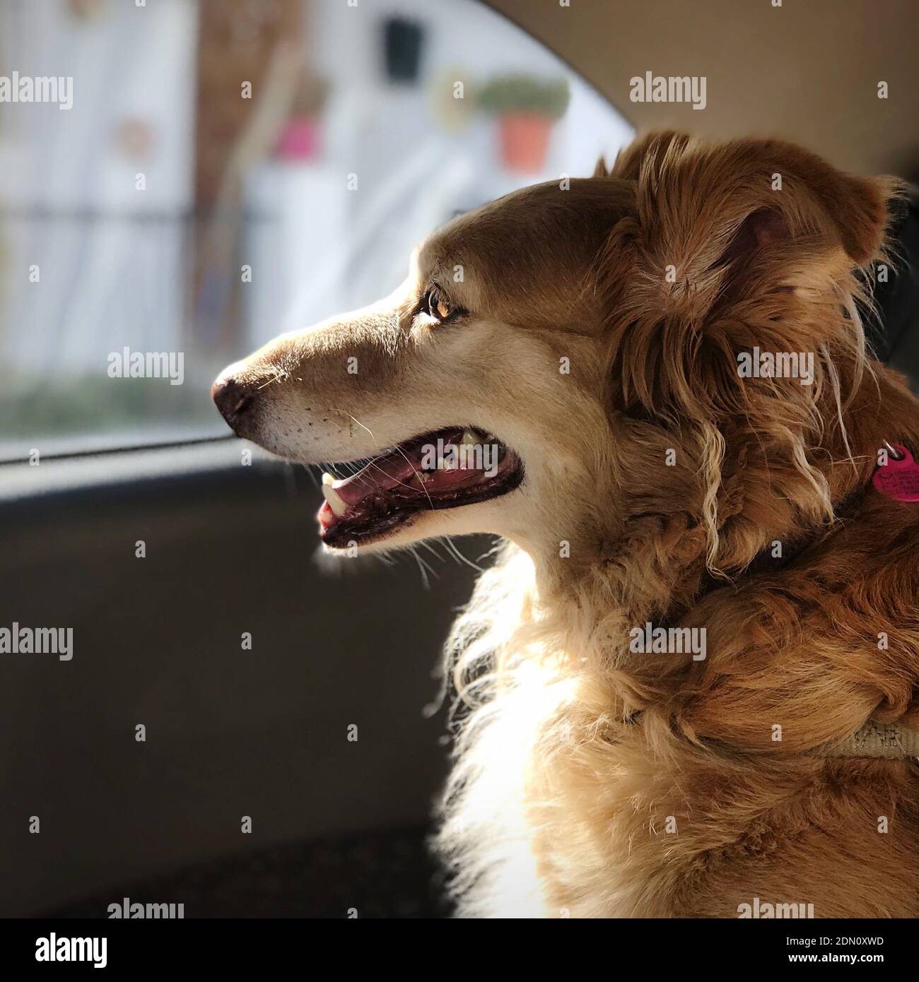 A Dog Looks From Inside A Car At Its Owner Stock Photo Alamy