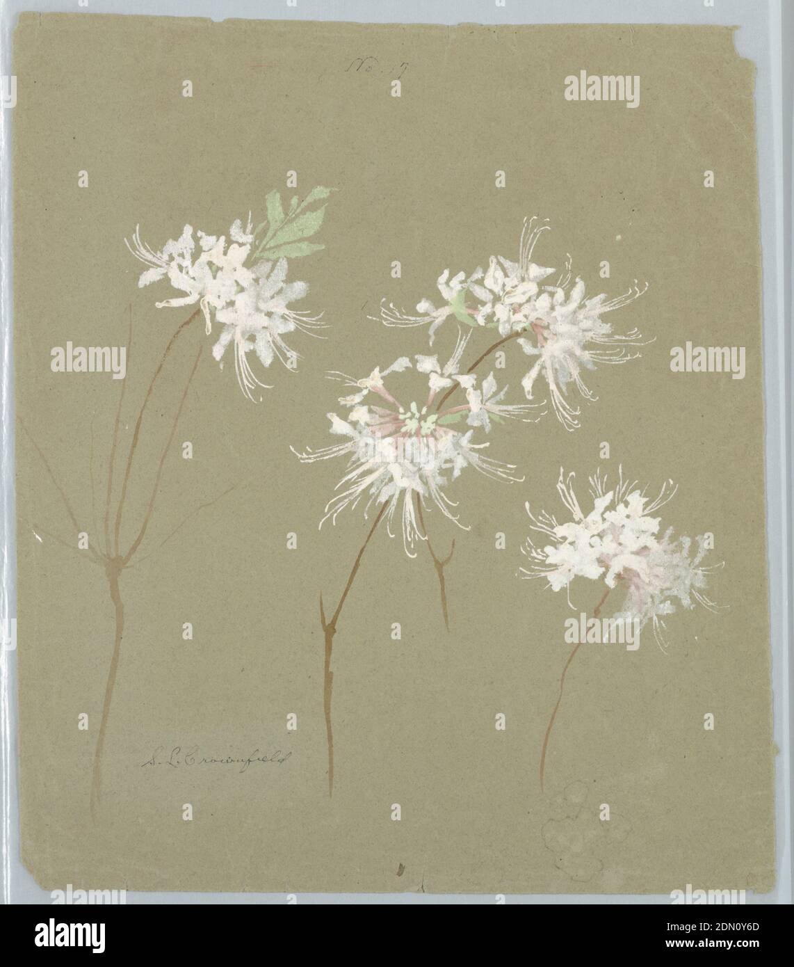 Study of Wild Azalea, Sophia L. Crownfield, (American, 1862–1929), Brush and watercolor on gray paper, Vertical sheet depicting white and pink wild azalea blossoms with green foliage on recto. On verso, sprays of dogwood., USA, early 20th century, nature studies, Drawing Stock Photo