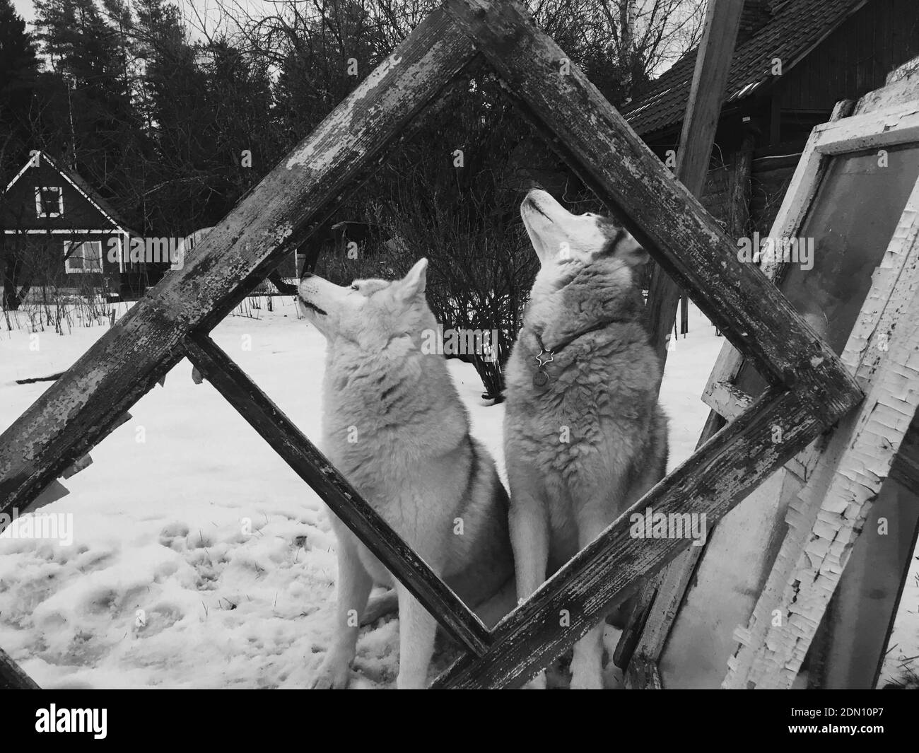 Portrait Of Two Dogs In A Window In The Snow Stock Photo Alamy
