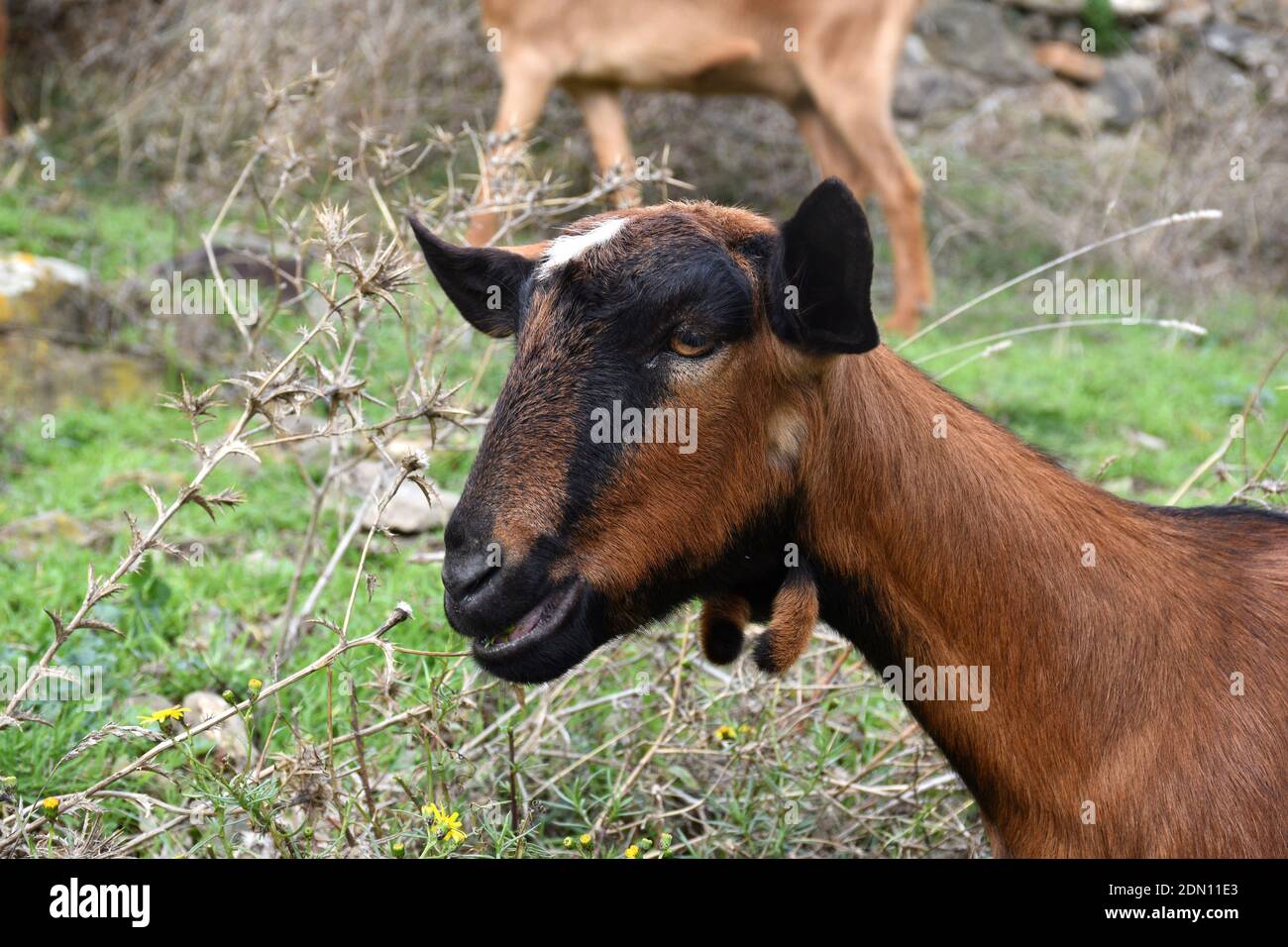 Alpine goat head side view. La Escurquilla. La Rioja. Stock Photo
