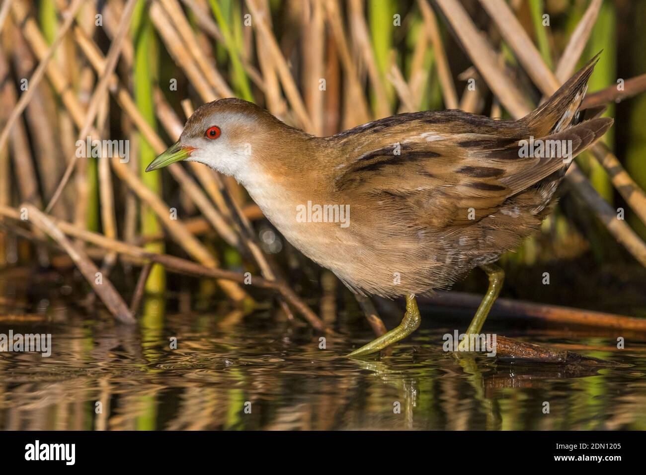Adult vrouw Klein Waterhoen; Adult female Little Crake Stock Photo - Alamy