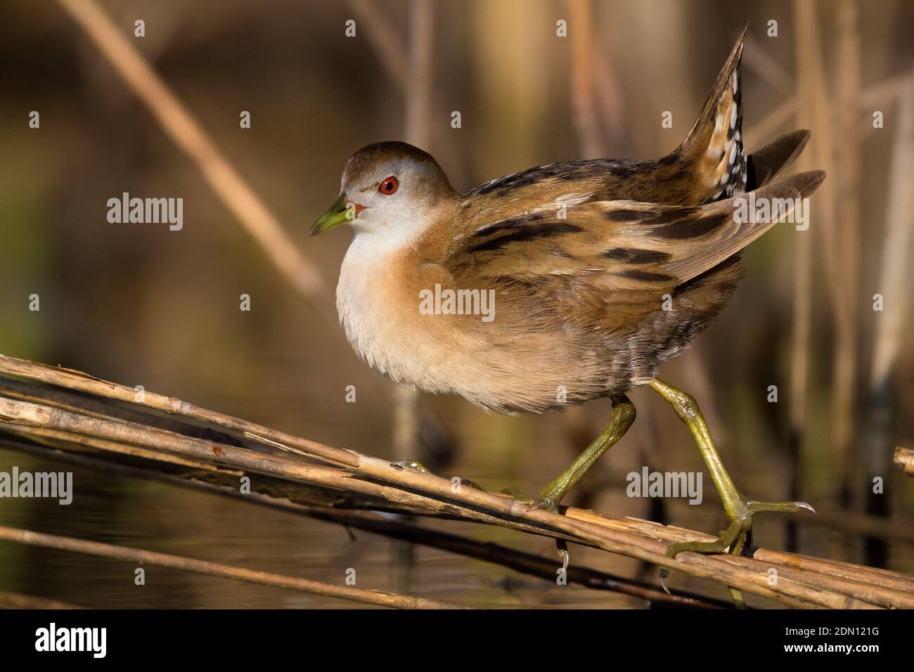 Adult vrouw Klein Waterhoen; Adult female Little Crake Stock Photo - Alamy