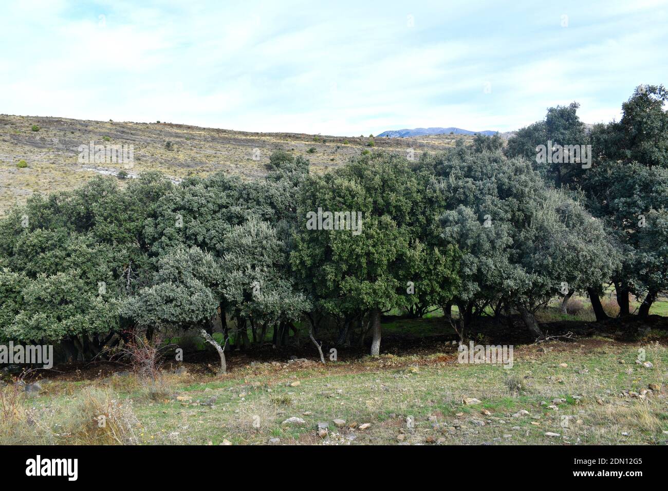 Small oak forest in La Escurquilla. La Rioja Stock Photo - Alamy