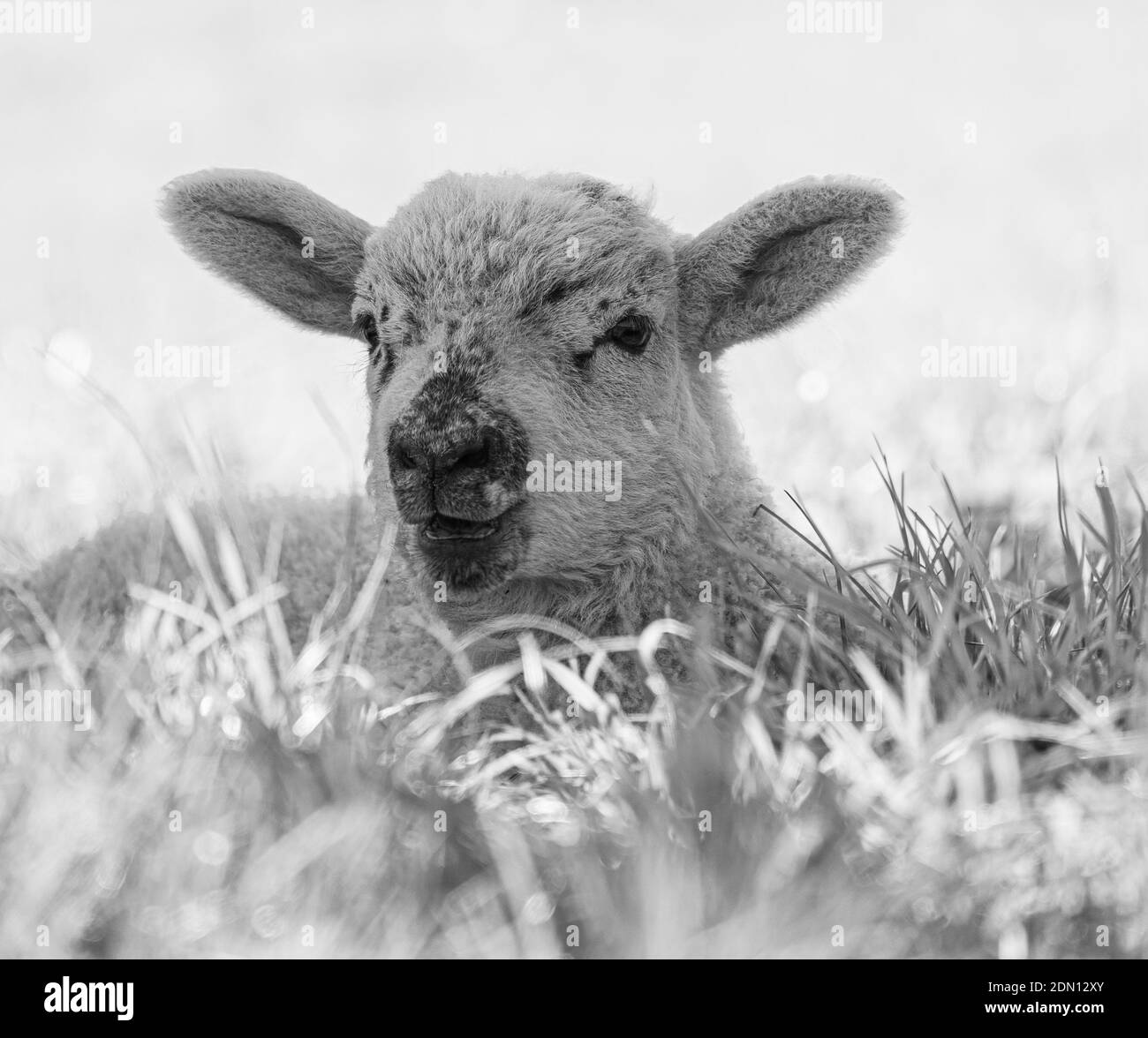 One lamb outdoors Black and White Stock Photos & Images Alamy