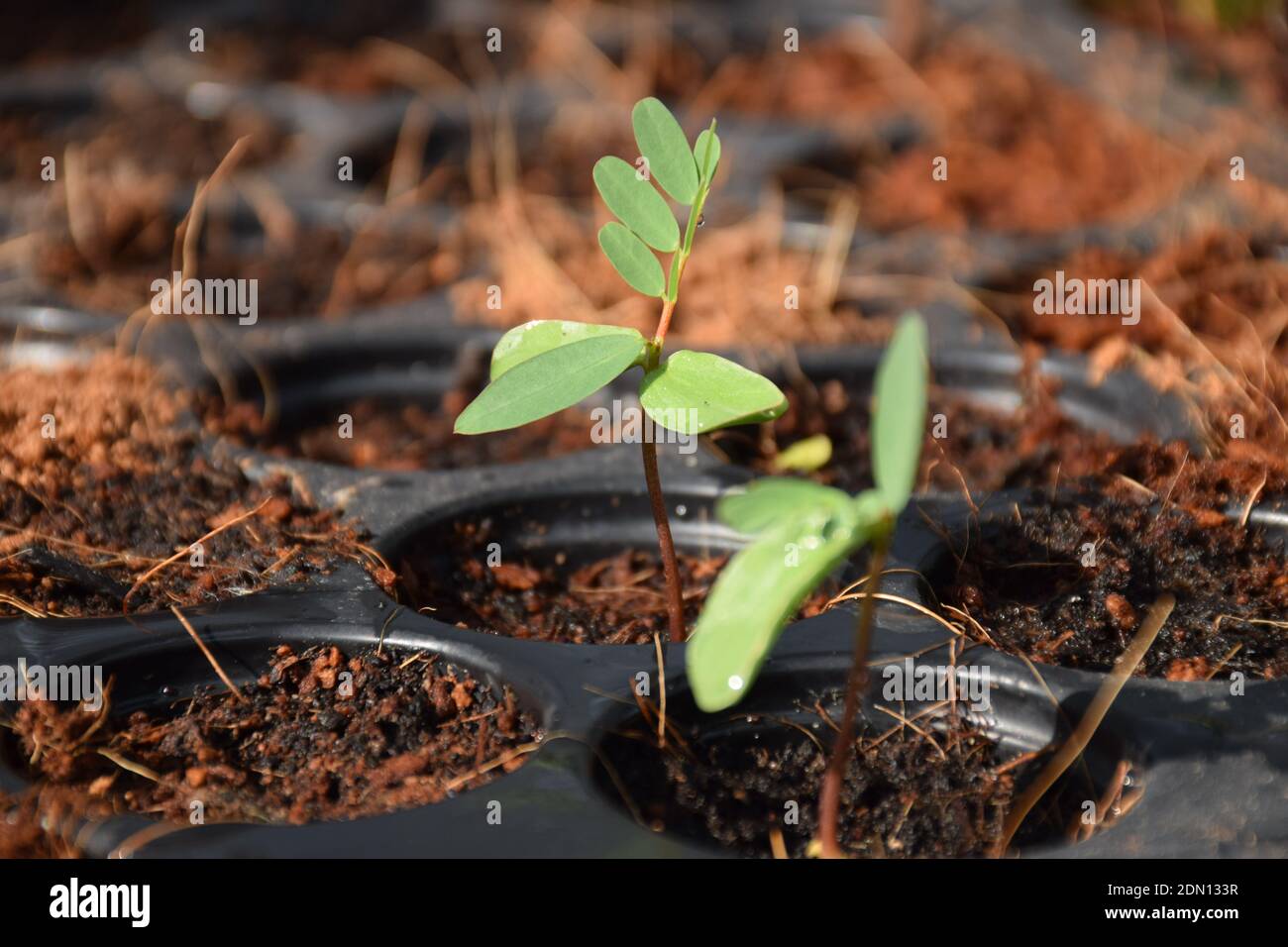 Close-up Of Small Plant Growing On Field Stock Photo
