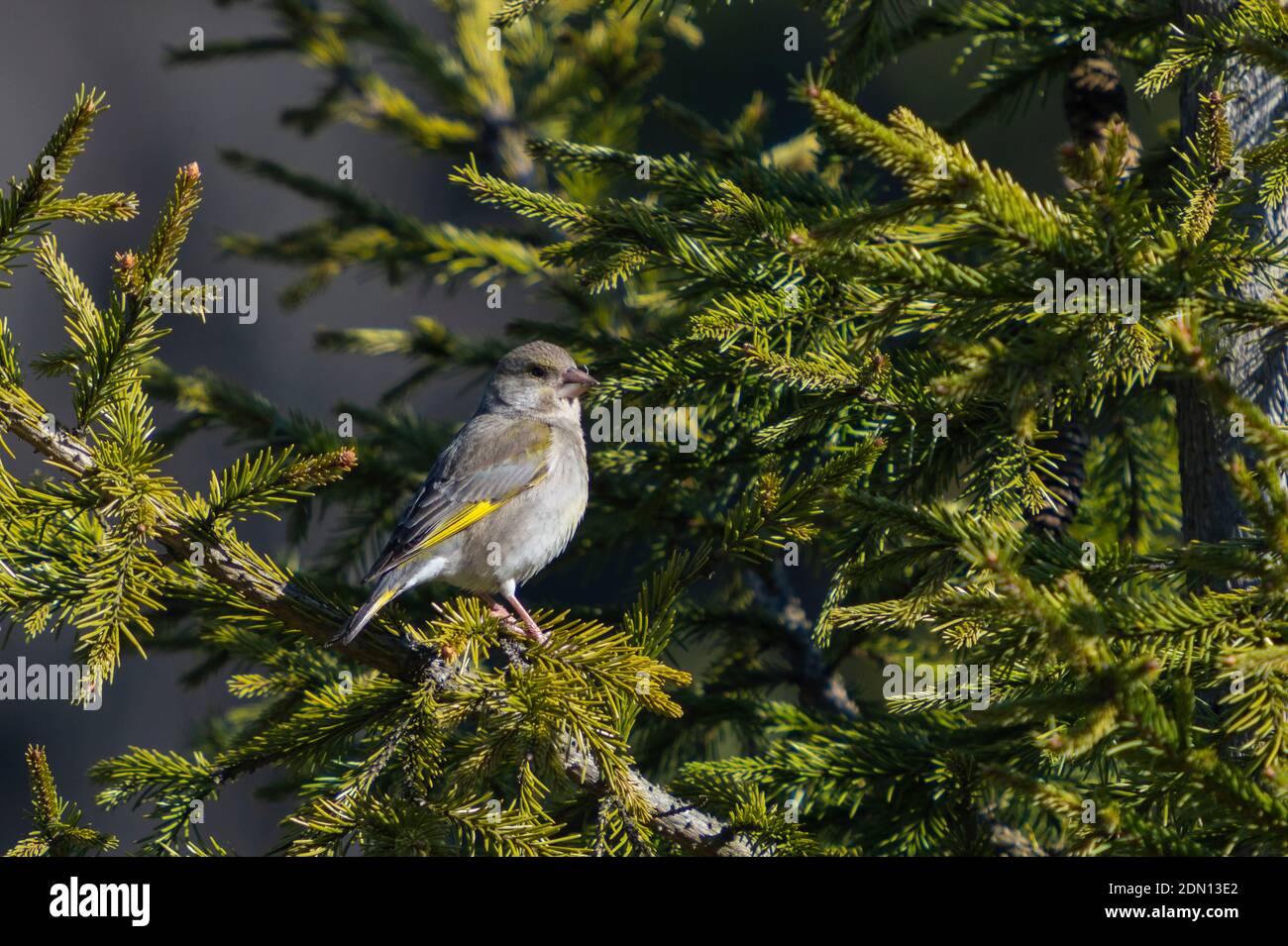 Bird Perching On Pine Tree Stock Photo