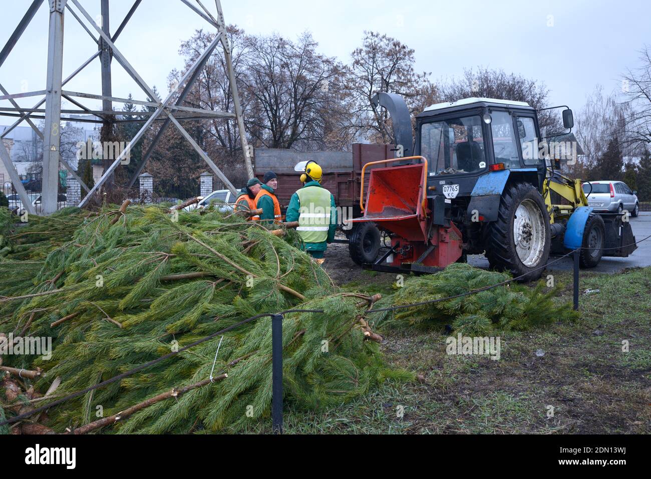 Collection point for recycling used Christmas treesWorker puts branches