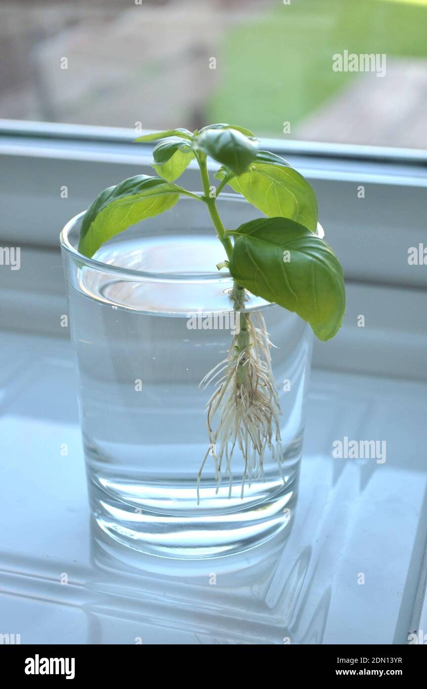 Basil glass hires stock photography and images Alamy