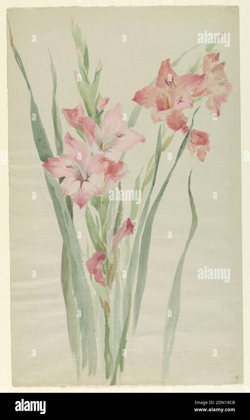 Study of Amaryllises, Sophia L. Crownfield, (American, 1862–1929), Brush and watercolor, graphite on gray, linen-textured paper, Vertical sheet depicting two sprays of pink and red amaryllises with green foliage., USA, early 20th century, nature studies, Drawing Stock Photo