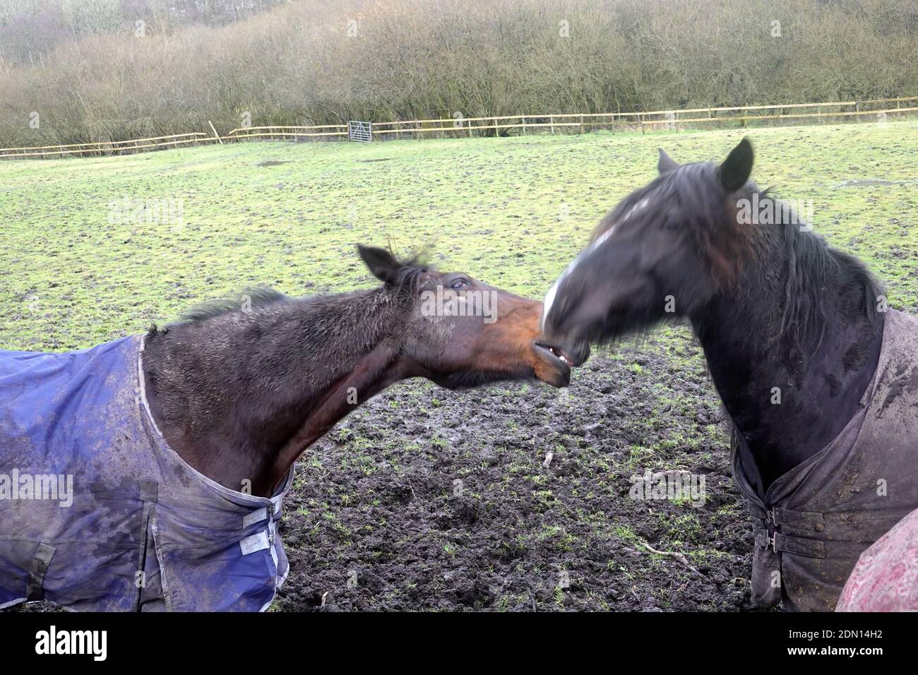 Two horses rubbing noses Stock Photo Alamy